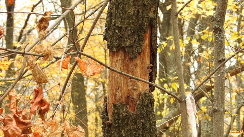 Саратовские депутаты решили обсуждать закон об охране деревьев тайно