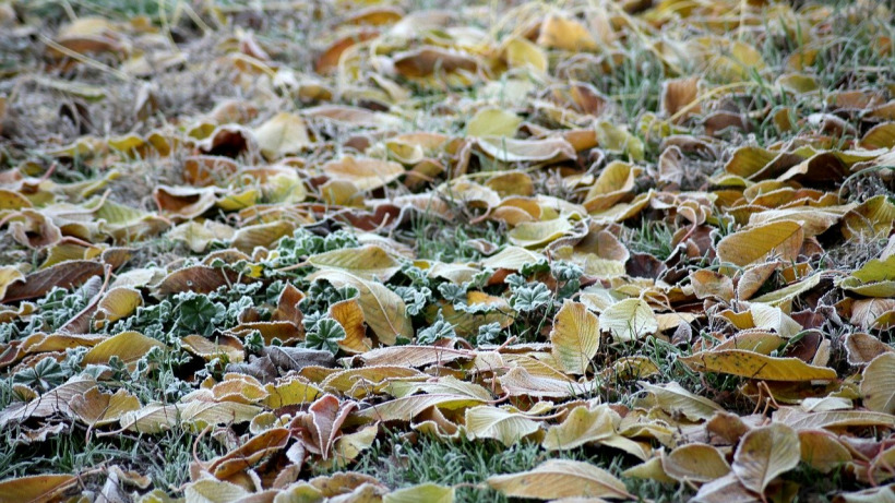 МЧС: В Саратовской области объявлен желтый уровень опасности из-за ночных заморозков