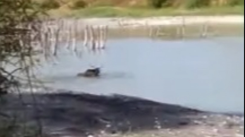 В обмелевшем озере у села Подлесное завяз и погиб лось