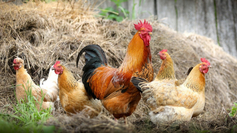 Гонконг приостановил импорт мяса птицы из Саратовской области из-за птичьего гриппа