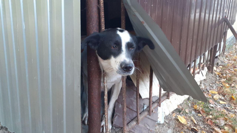 Аткарские спасатели освободили застрявшую в заборе собаку