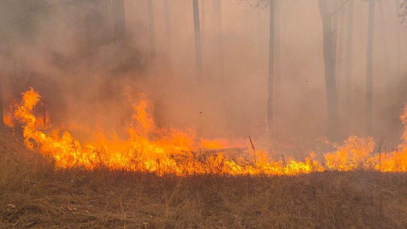 МЧС: В четырех районах Саратовской области полыхают лесные пожары