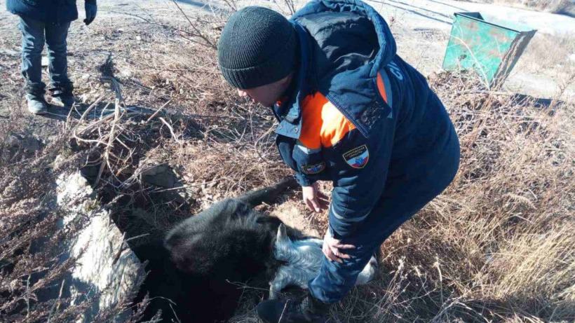 В Новоузенске спасатели веревкой вытащили провалившуюся в колодец корову 
