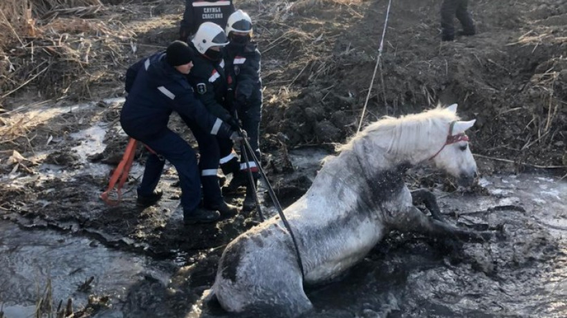 Саратовские спасатели вытащили из реки обессилевшую лошадь