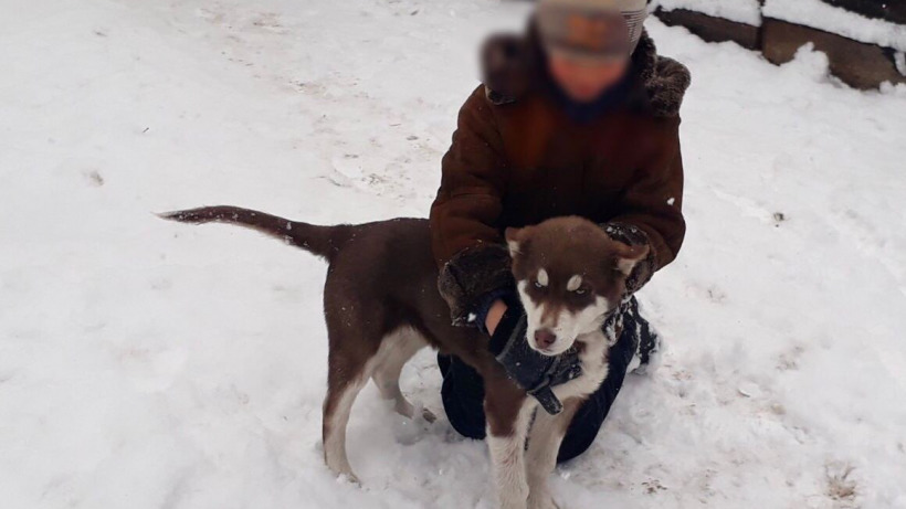 В Пугачеве спасатели выручили застрявшую в заборе собаку