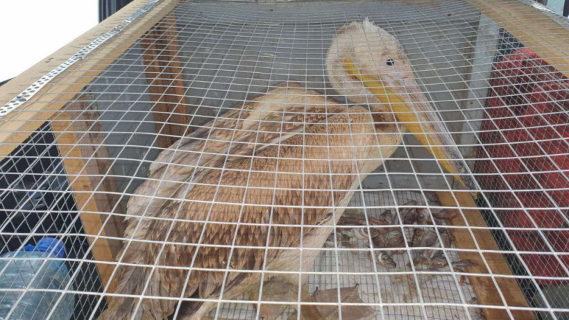 Жительница ершовского села приютила у себя пеликана. Ветеринары отвезли его в Пензу