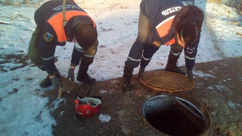 В Аткарске спасатели помогли щенку выбраться из колодца
