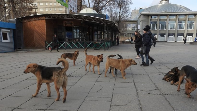 Радаев потребовал создать организации для отлова бездомных собак