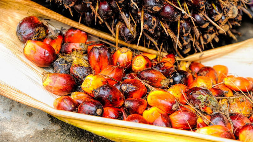 Цена на пальмовое масло рекордно взлетела до максимума за 10 лет