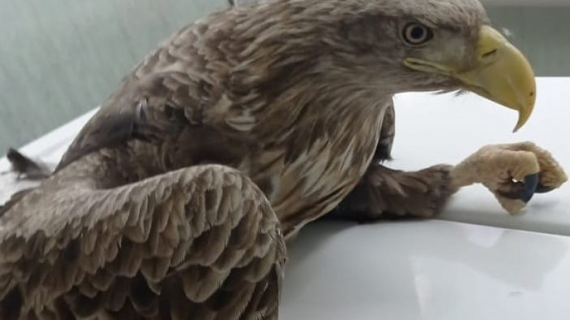Под Саратовом ветеринары спасли раненую краснокнижную птицу