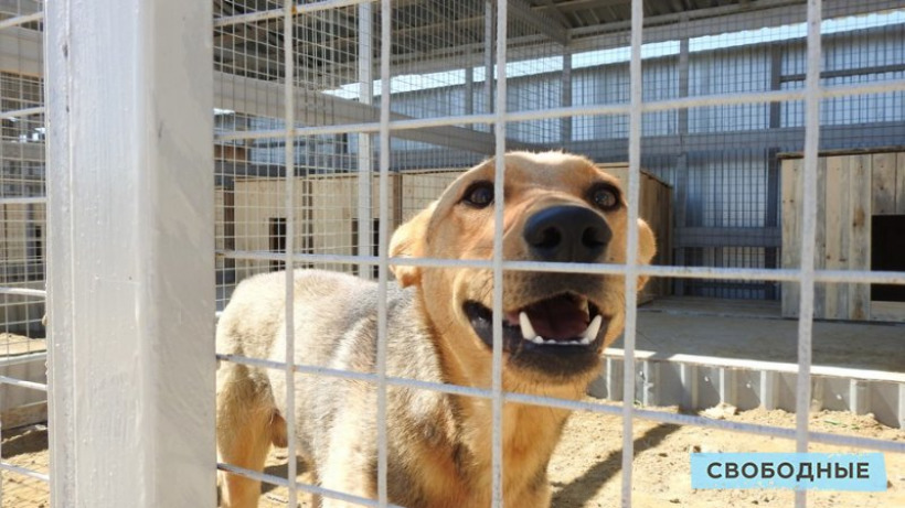 В Саратове с начала года поймали 23 бездомные собаки