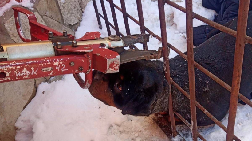 Саратовские спасатели помогли собаке, голова которой застряла в решетке вольера