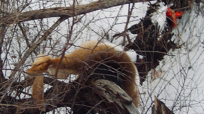 В Екатериновском районе браконьеры давили снегоходами и перерезали горло трем косулям