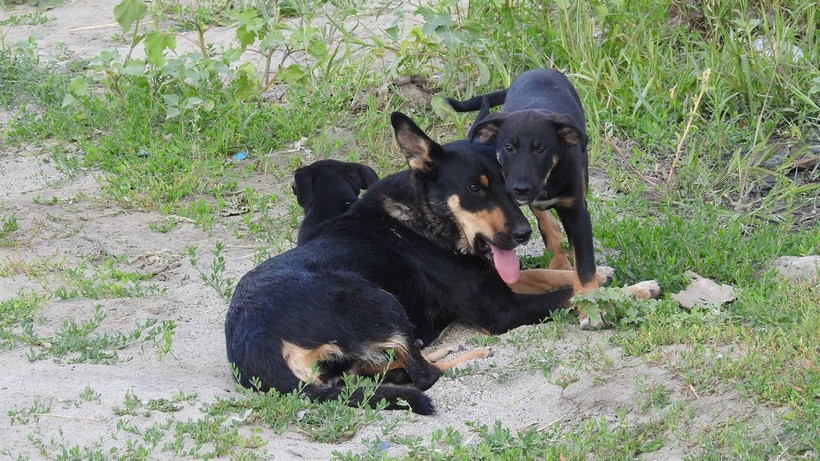Названо общее число бездомных собак в Саратовской области