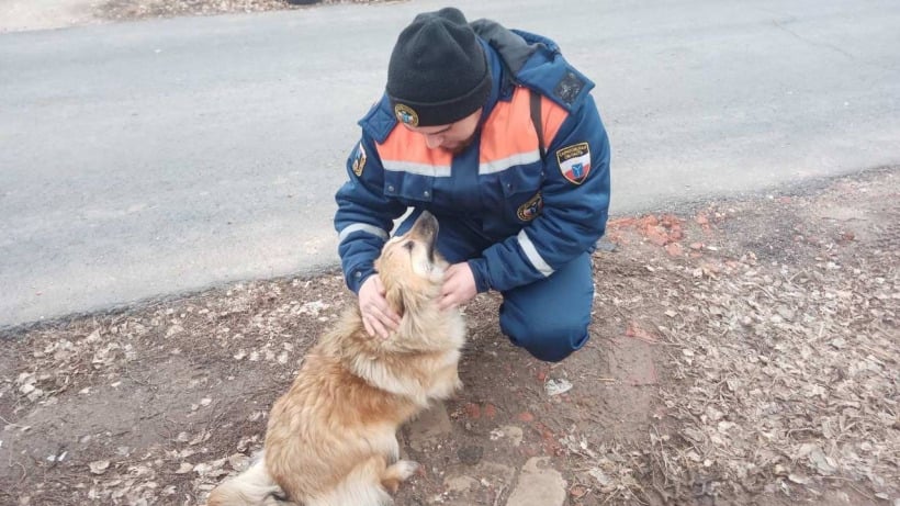 Балаковские спасатели помогли собаке,  угодившей в канализационный люк