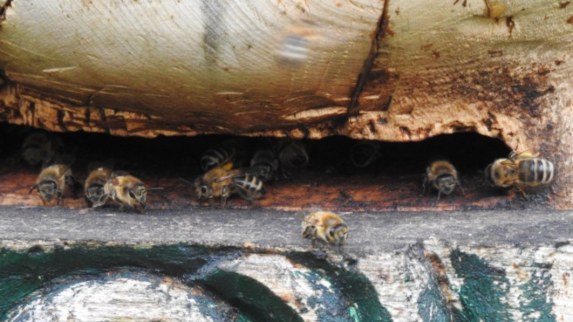 На саратовской границе регулярно останавливают пчел-нелегалов