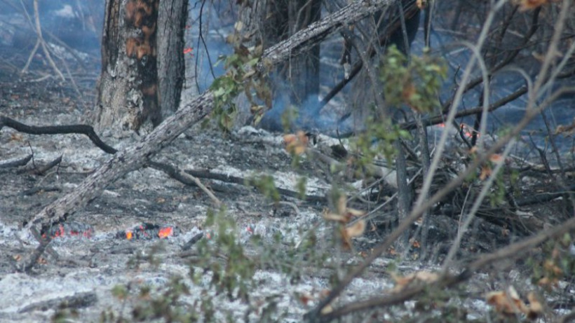 Площадь пожаров в Саратовской области за сутки составила 447 гектаров