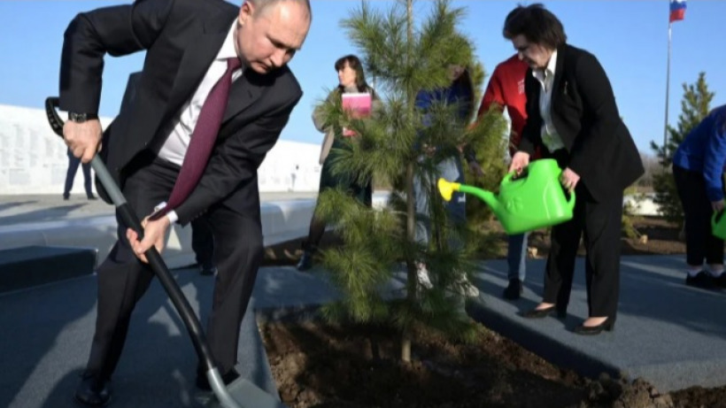 Саратовский блогер высмеял посаженный Радаевым кедр