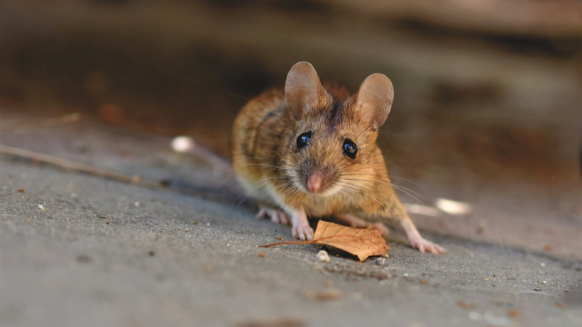 В Саратове и под Энгельсом выявлены случаи мышиной лихорадки