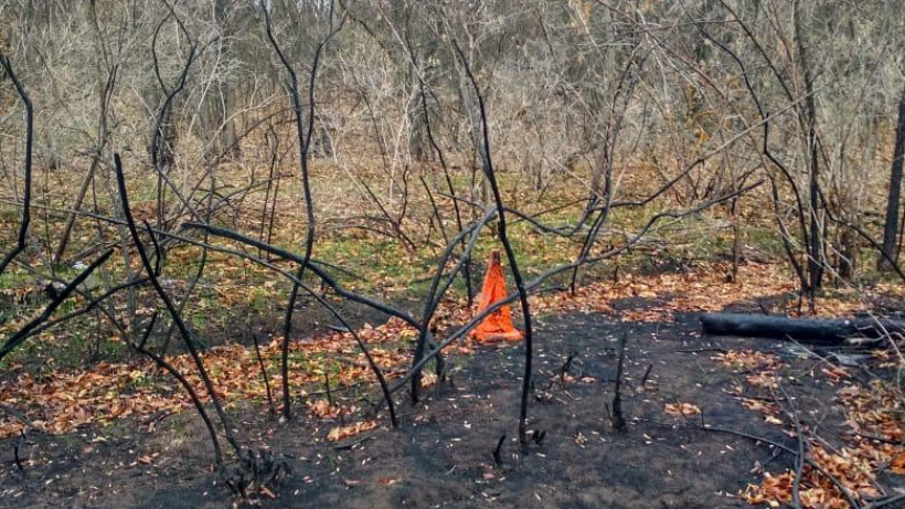 Рядом с дачами под Энгельсом нашли человеческий череп