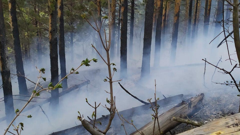 МЧС о лесном пожаре под Хвалынском: «Угрозы населенным пунктам нет»