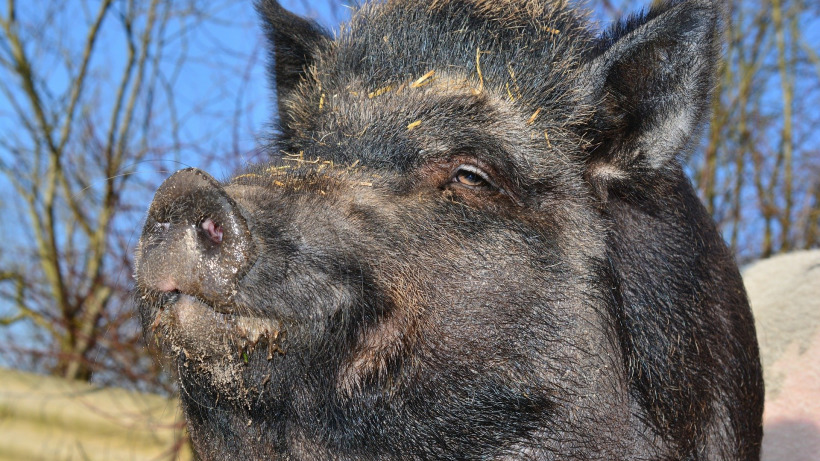 В Саратовской области выявили очаг африканской чумы свиней