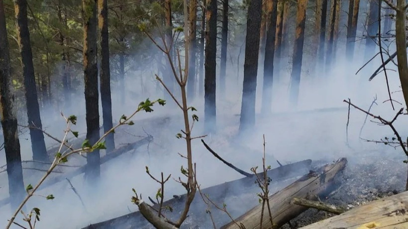 За сутки площадь природных пожаров в Саратовской области составила 55 гектаров