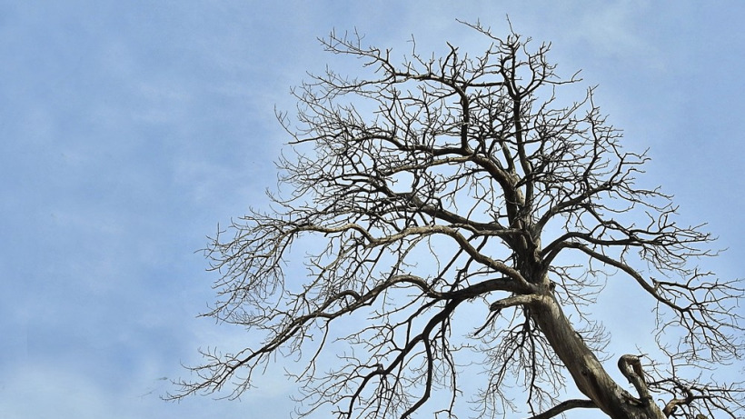 Саратовского сельчанина осудили за кражу сухих деревьев