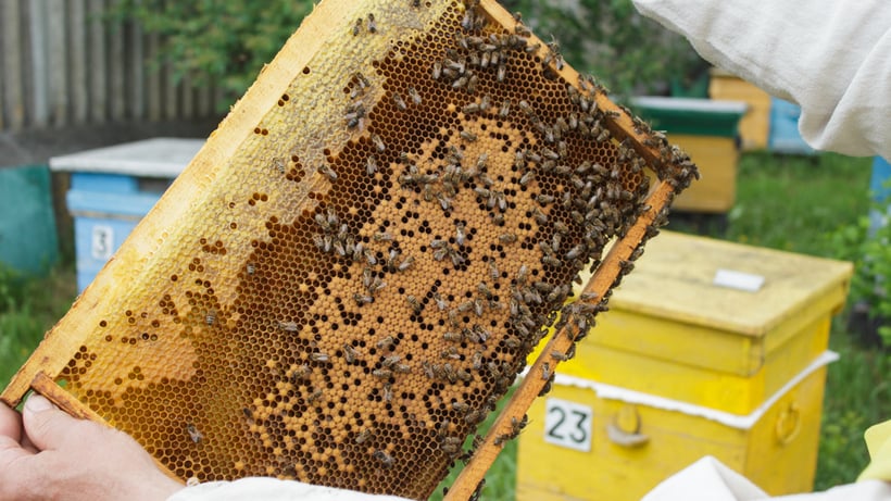 Пестициды и пчелы. Мёртвые пчёлы в сотах. Когда выносить пчел