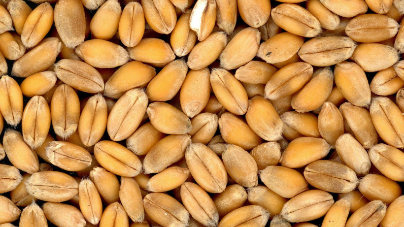 В Саратовскую область не дали ввезти 80 тонн пшеницы из Казахстана