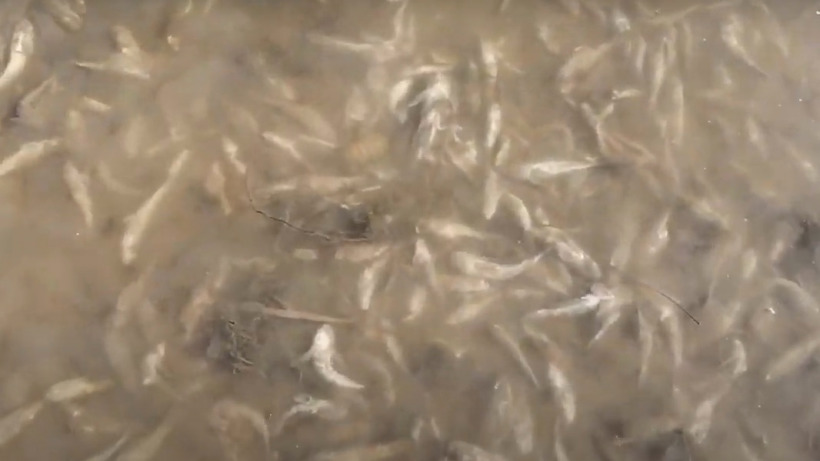 В Волге у Балакова произошел массовый замор рыбы