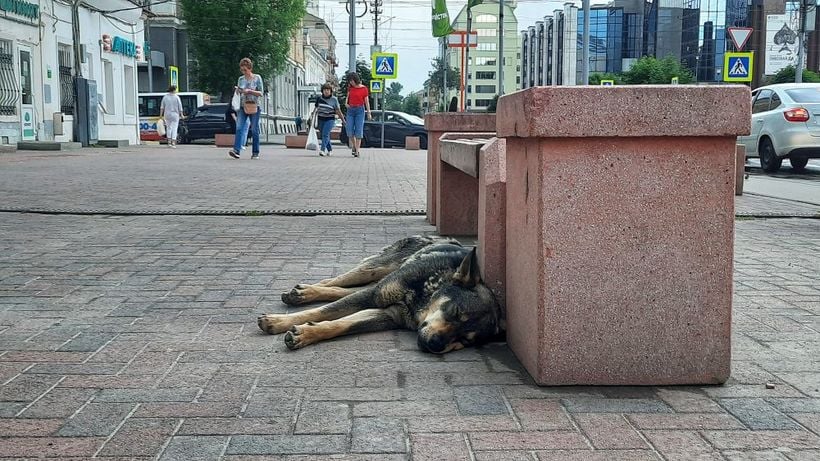 Уточнено число бездомных собак в Саратовской области