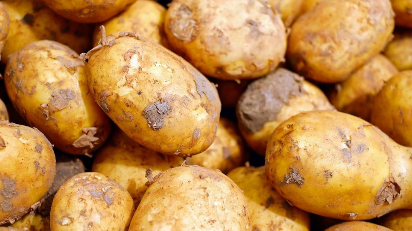 Саратовские чиновники не выпустили в Казахстан 20 тонн российского картофеля