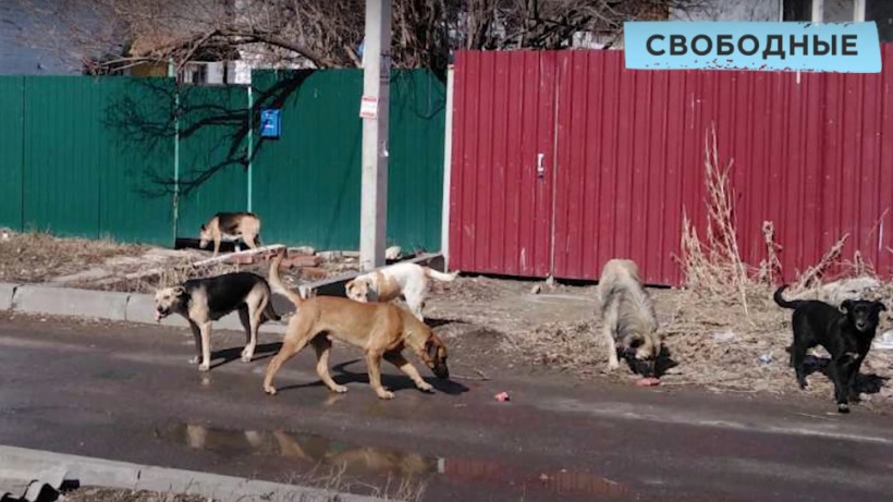 В Саратове полностью прекратили отлов бродячих собак из-за отсутствия денег