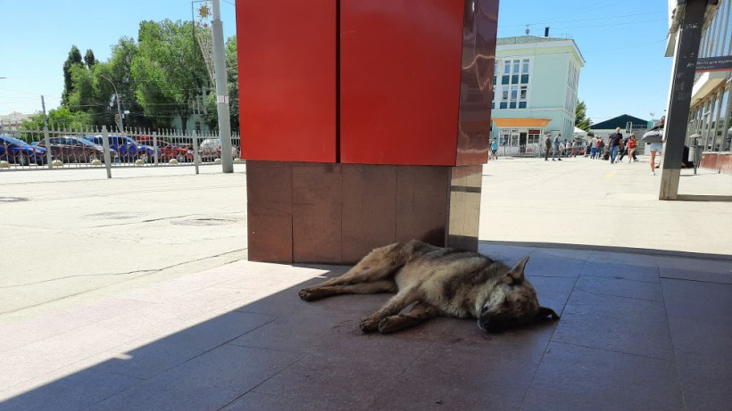 В Саратовской области жара перейдет в аномальный зной