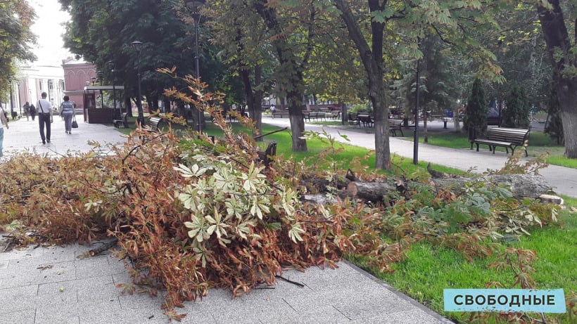 На площади Кирова в Саратове каштан рухнул на скамейку