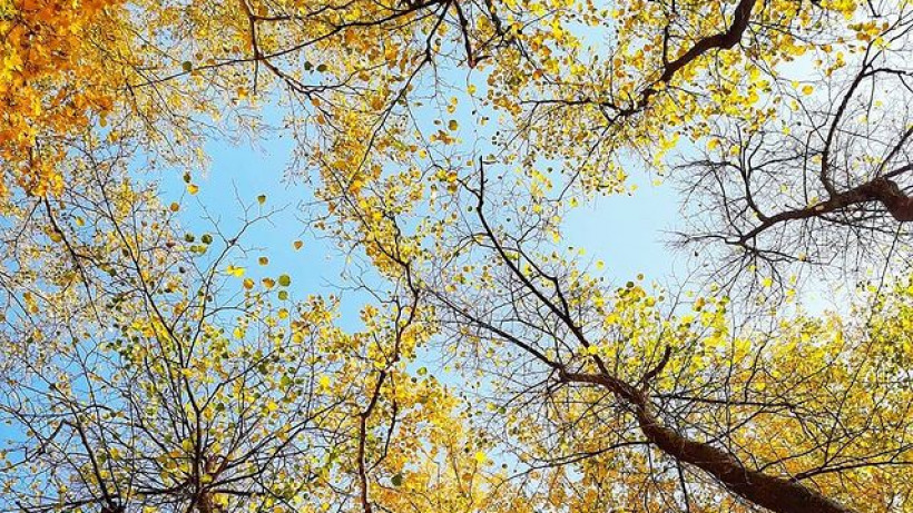 Минэкологии пообещало провести осенью инвентаризацию деревьев 