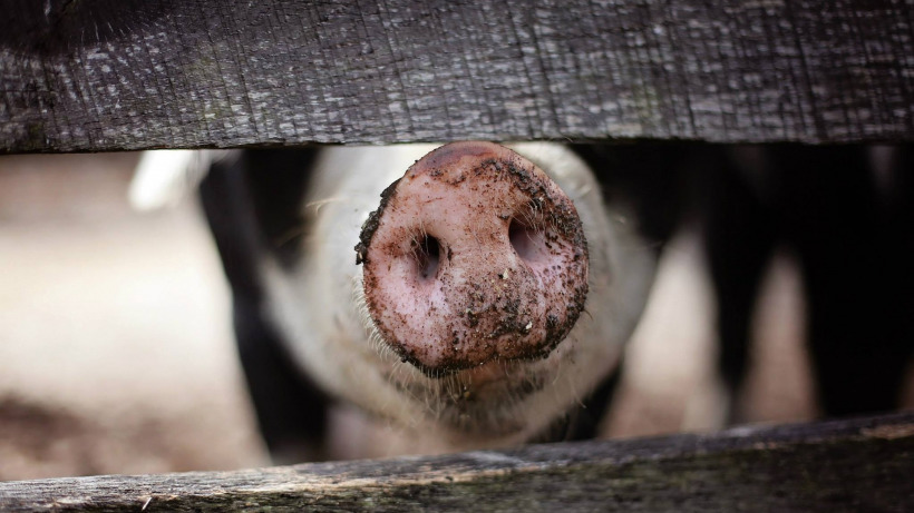 В Саратовской области зафиксировали очаг африканской чумы свиней