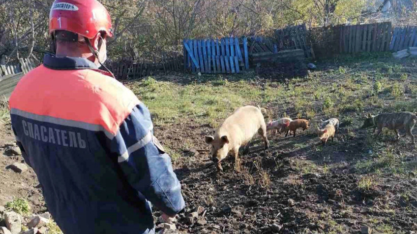 Спасатели достали из погреба в Аткарске свинью с поросятами