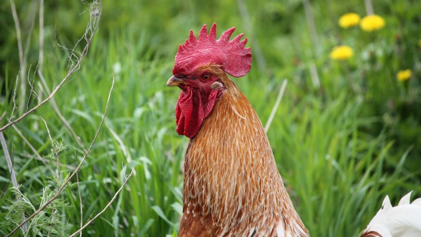 В Саратовской области зафиксировали очередной очаг гриппа птиц