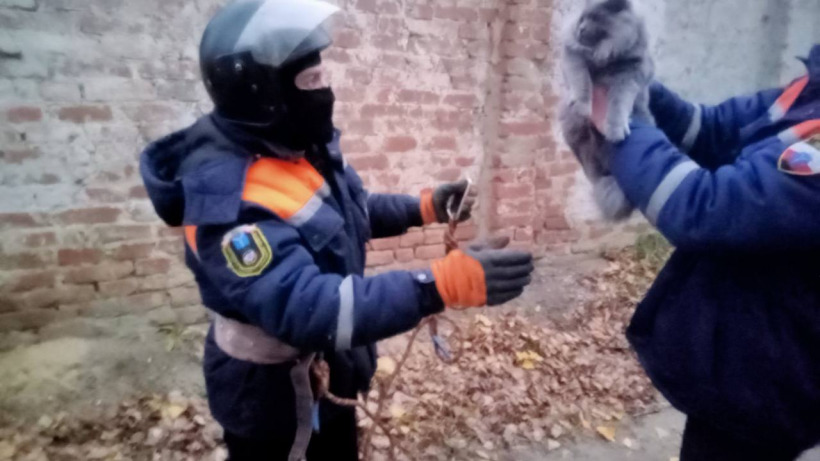 В Аткарске спасатели помогли застрявшему на дереве пушистому коту