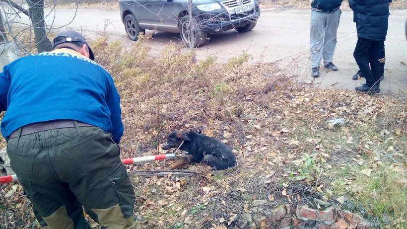 В Балакове спасатели удавкой достали собаку из двухметрового колодца
