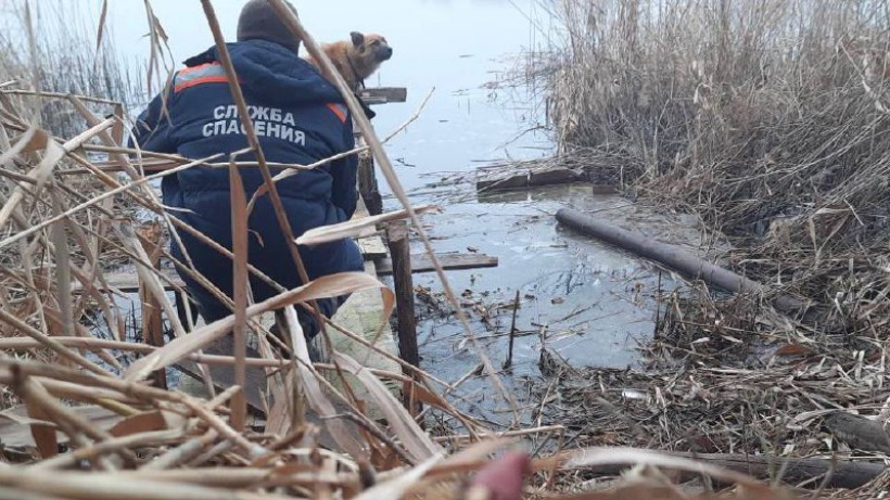 В Новоузенске спасатели освободили собаку, сидевшую четверо суток на привязи у моста