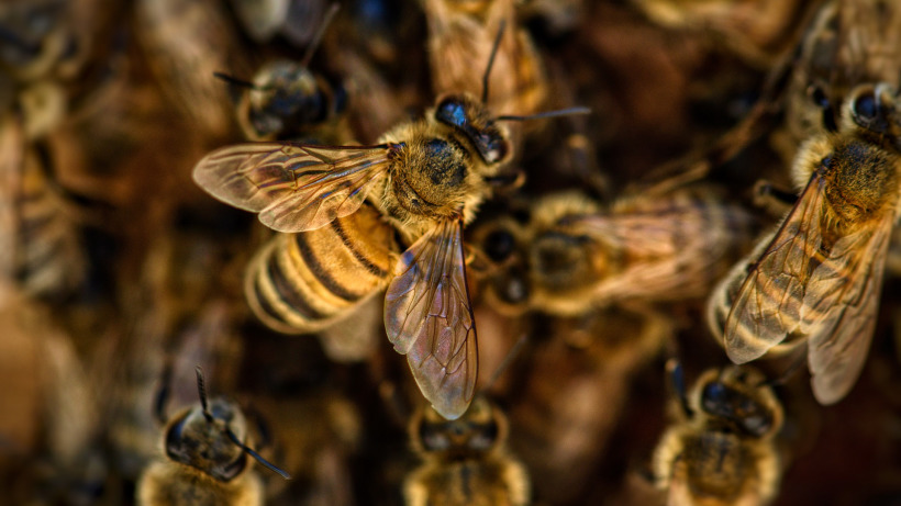 Жителя Воскресенского района наказали за кражу пчел с медом и ульями