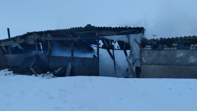 В селе под Степным в сгоревшем сарае погибли 10 баранов и пять ягнят 