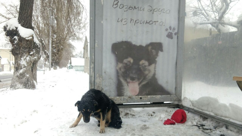 Бусаргин: Работа по освобождению саратовских приютов для собак от платы за землю уже началась