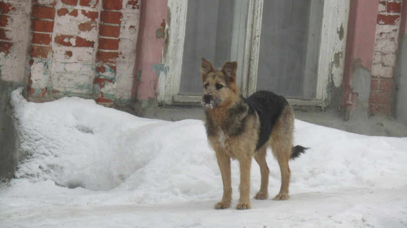 Саратовский чиновник о деньгах на борьбу с бродячими собаками: Животных на улицах меньше не стало