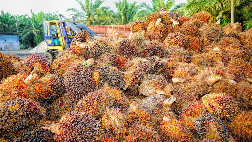 Самым крупным импортером Саратовской области остается Индонезия. Эта страна - лидер по производству пальмового масла