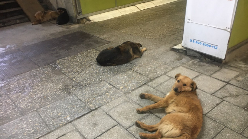 В Саратове бездомная собака напала на женщину с ребенком