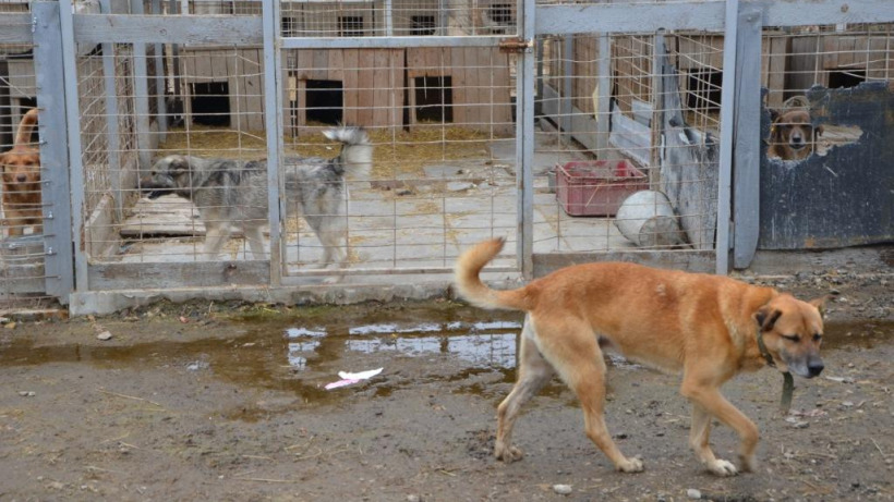 Саратовские чиновники выявили антисанитарию в собачьем приюте «Зооцентра»